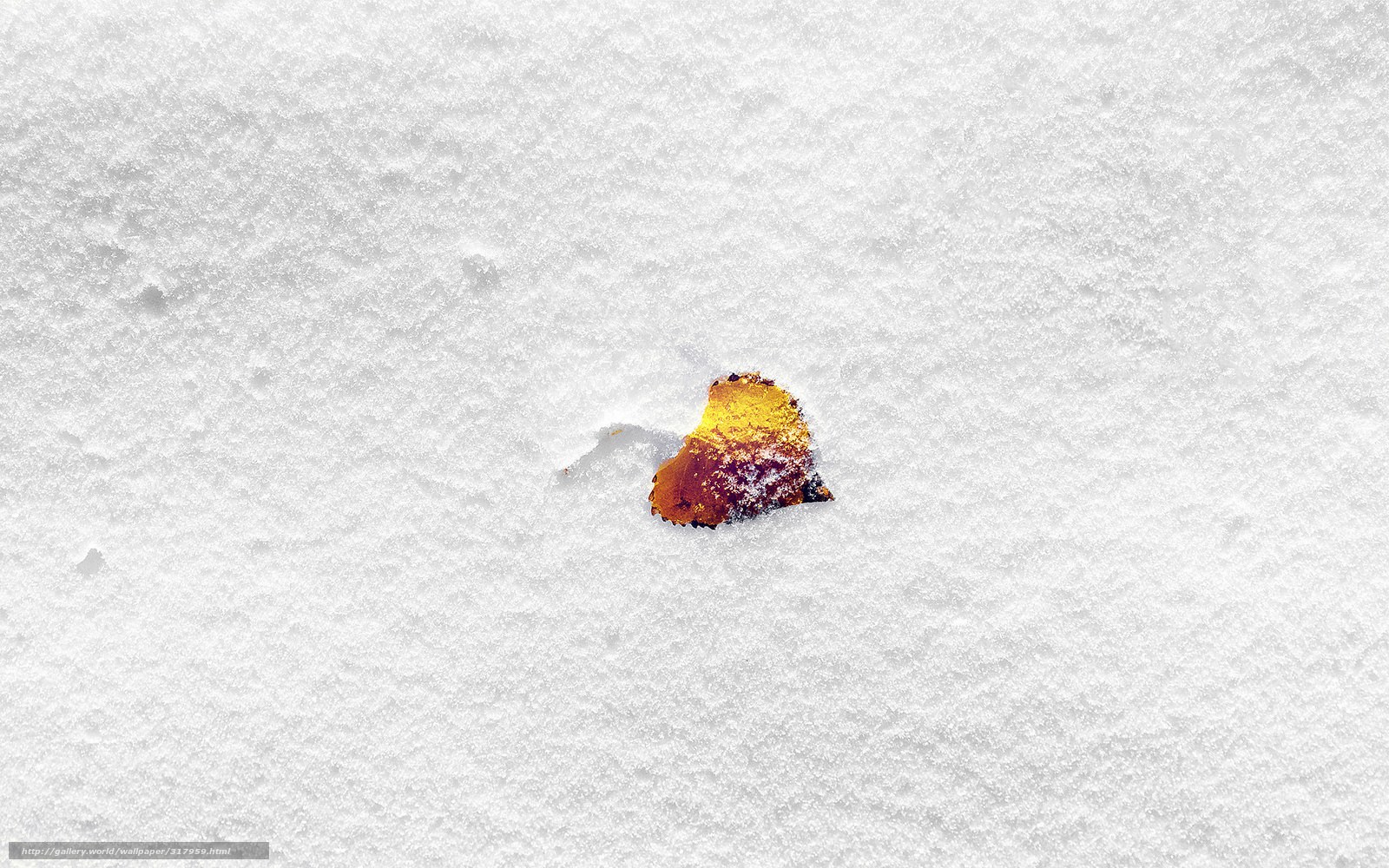 Single leaf in snow