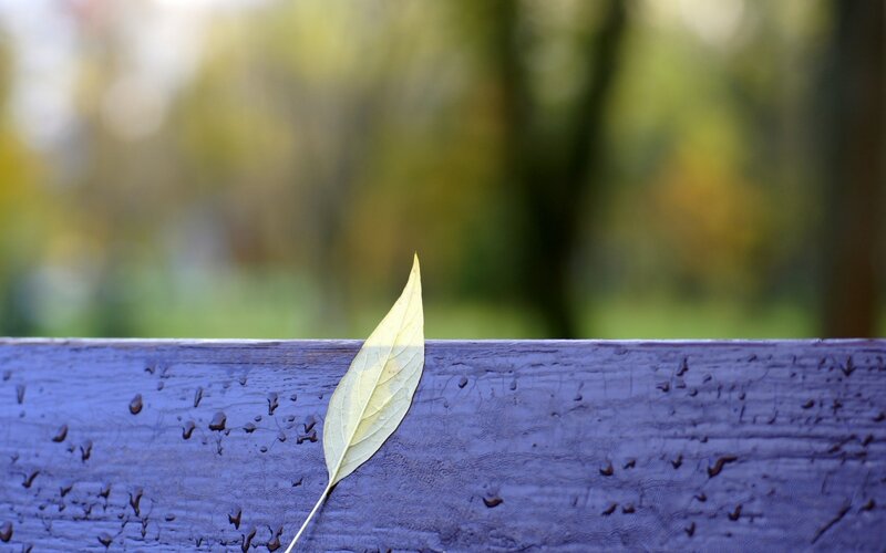 Single leaf on a bench