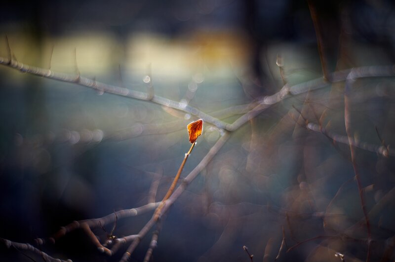 Single leaf on a branch
