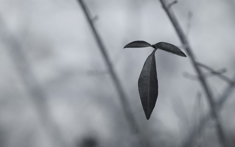 single leaf on a branch