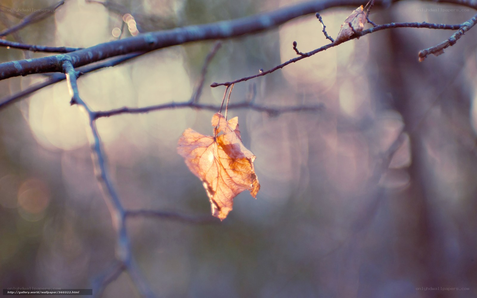 Single leaf on a branch