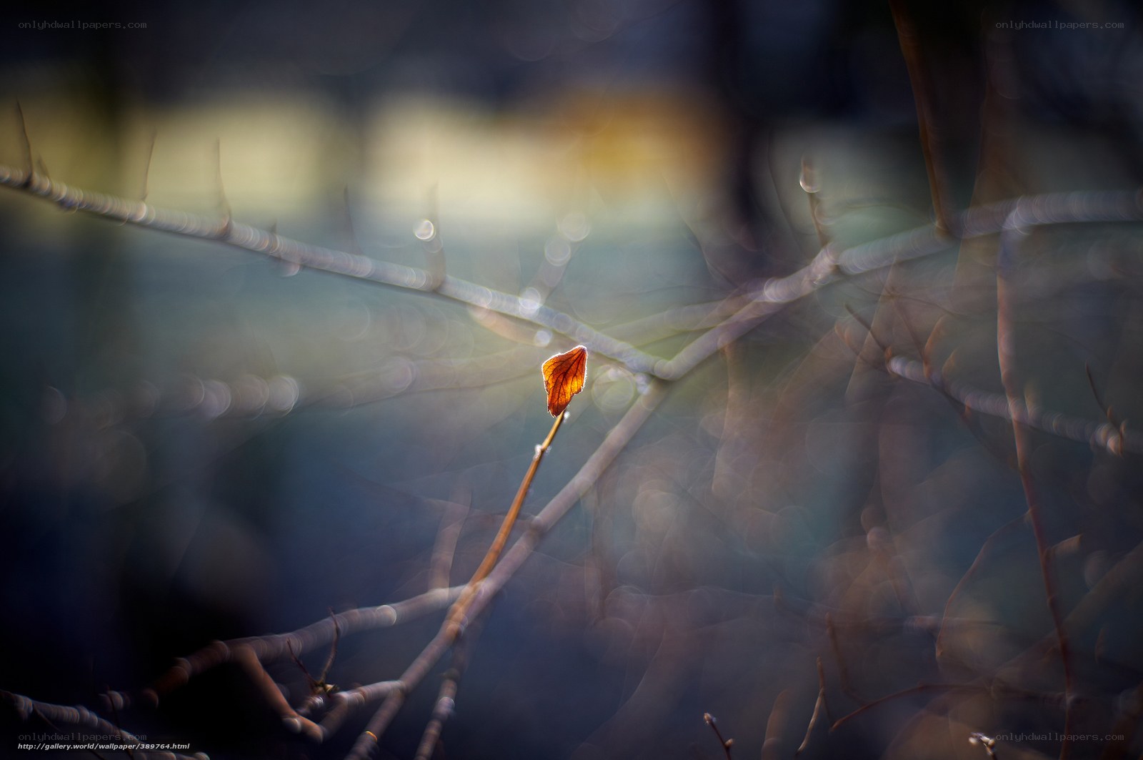 Single leaf on a branch