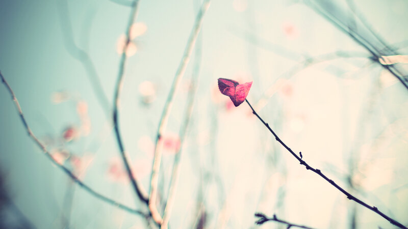 single leaf on a branch