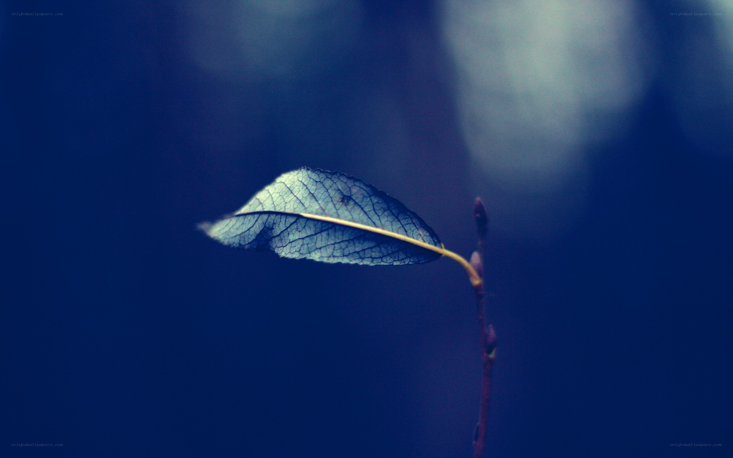 single leaf on a branch