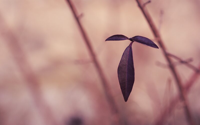 Single Leaf on a Branch — Purple