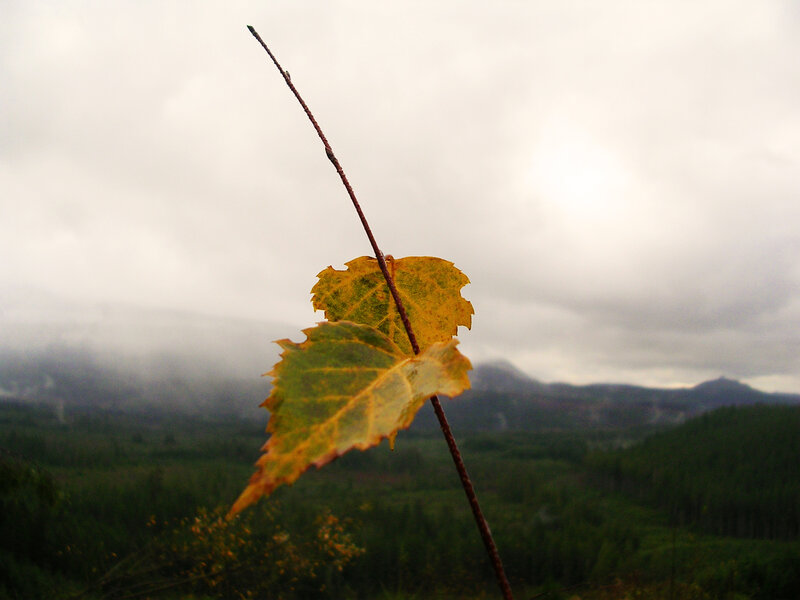 Single Leaf on a Branch — Yellow