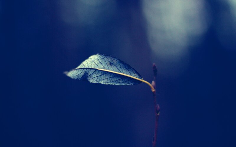 Single Leaf on a Stem — Blue