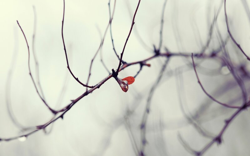 single leaf on bare branch