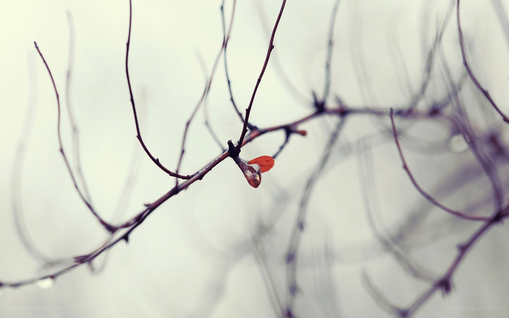 single leaf on bare branch