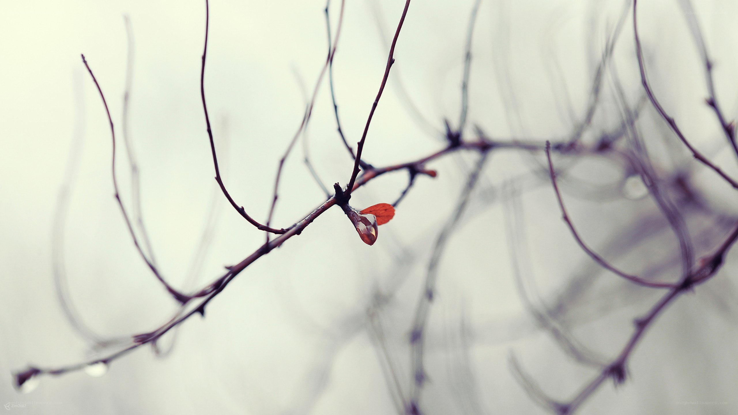 single leaf on bare branches