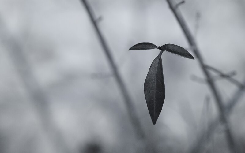 Single Leaf on Branch — Black