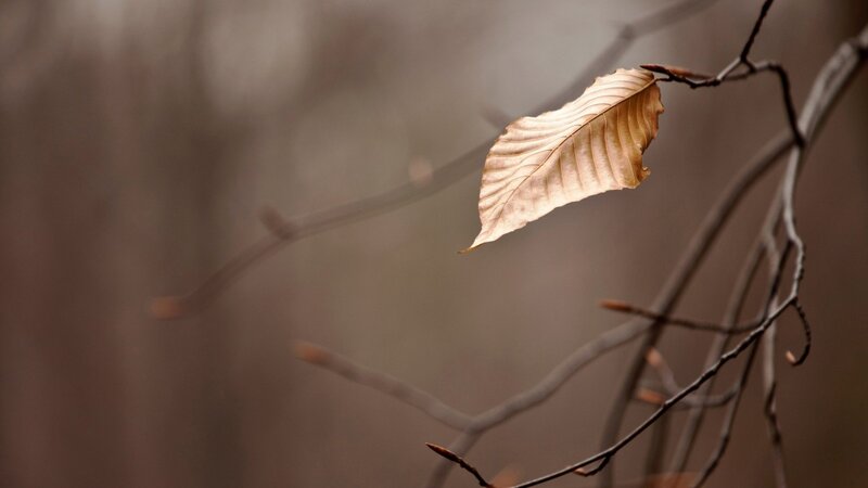 Single Leaf on Branch — Brown, Serene, Autumn, Photograph, Background