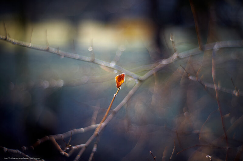 Single Leaf on Branch — Brown, Serene, Autumn, Photograph, Bokeh