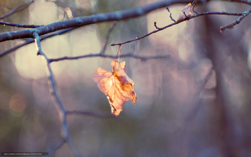 Single Leaf on Branch — Brown, Serene, Autumn, Photograph