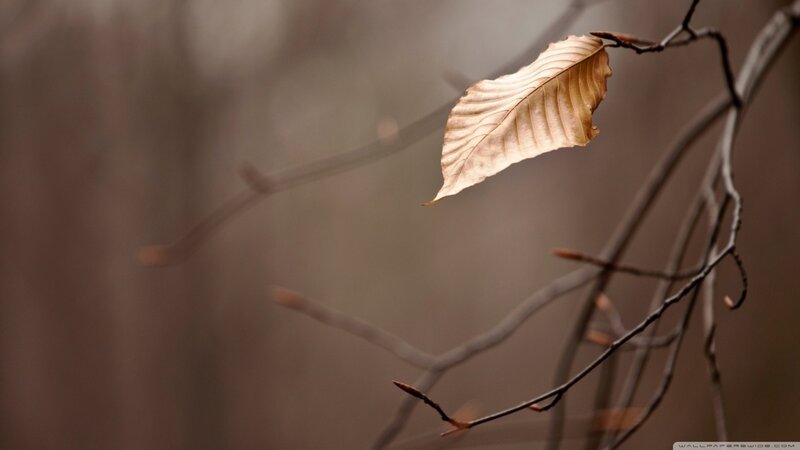 Single Leaf on Branch — Brown, Serene, Autumn