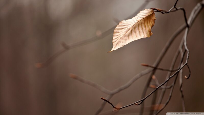 Single Leaf on Branch — Brown, Serene