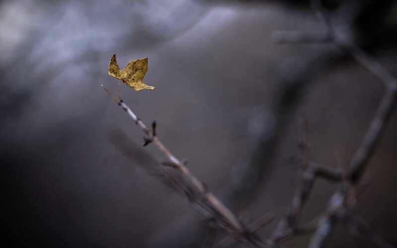 Single Leaf on Branch — Brown, Somber