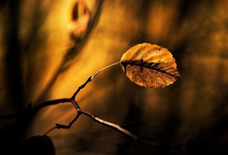 Single Leaf on Branch — Brown