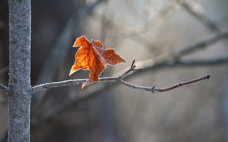 Single Leaf on Branch — Orange