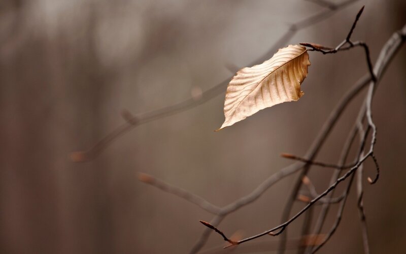 Single Leaf on Branch