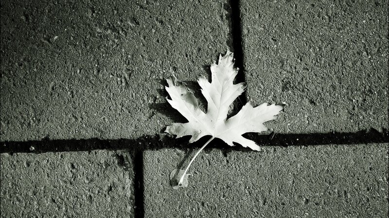 single leaf on concrete