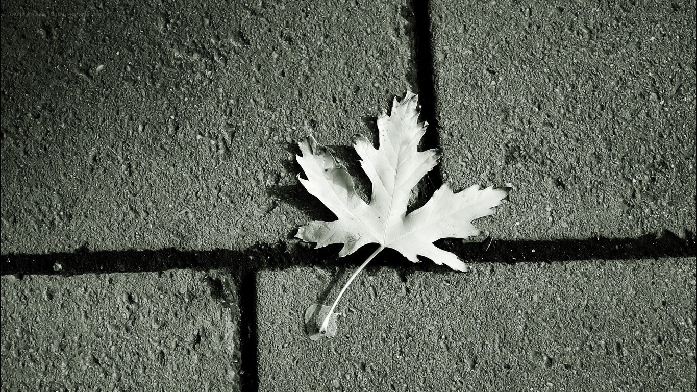 single leaf on concrete