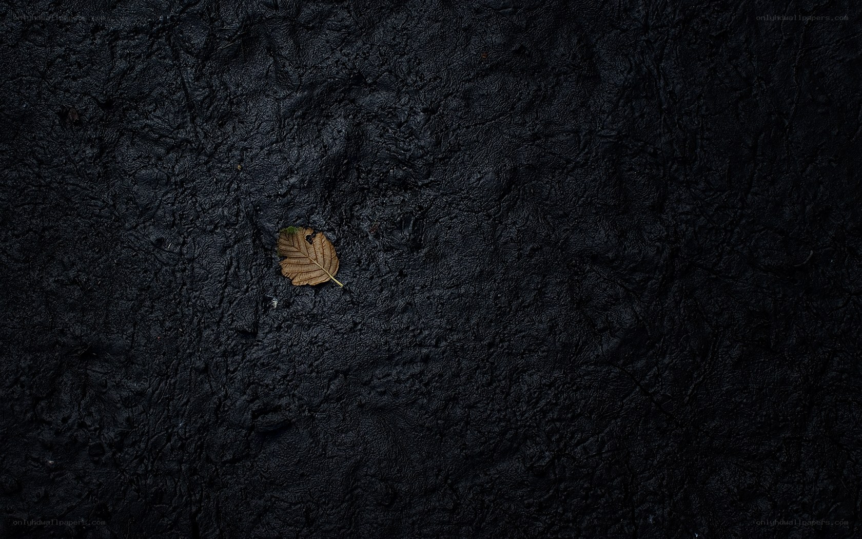 single leaf on dark ground