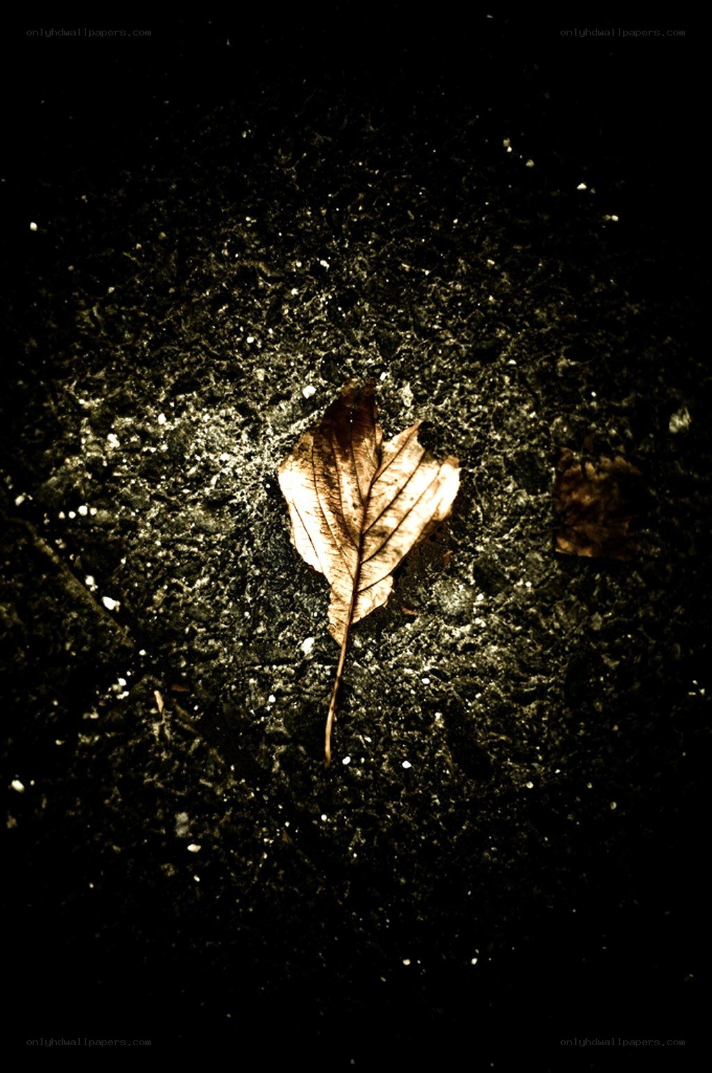 single leaf on dark ground