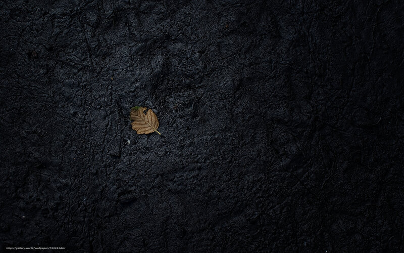 single leaf on dark ground