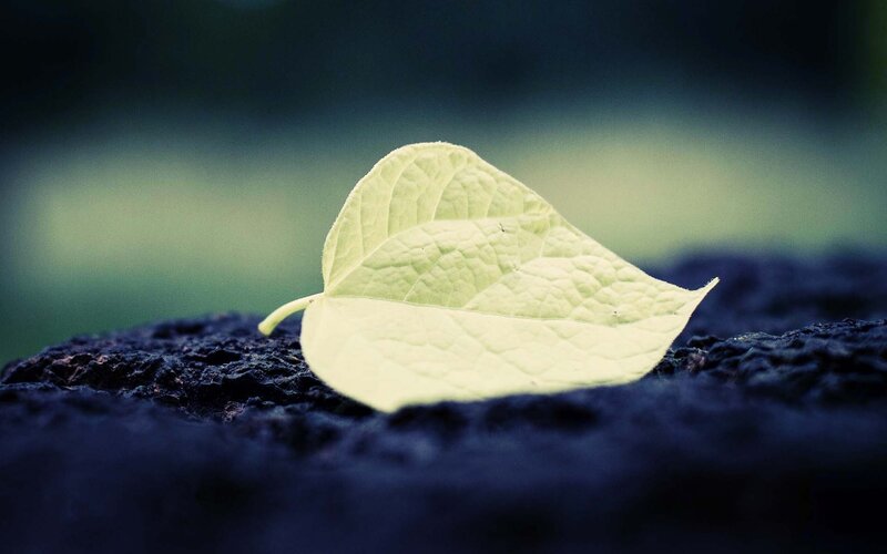 single leaf on dark surface