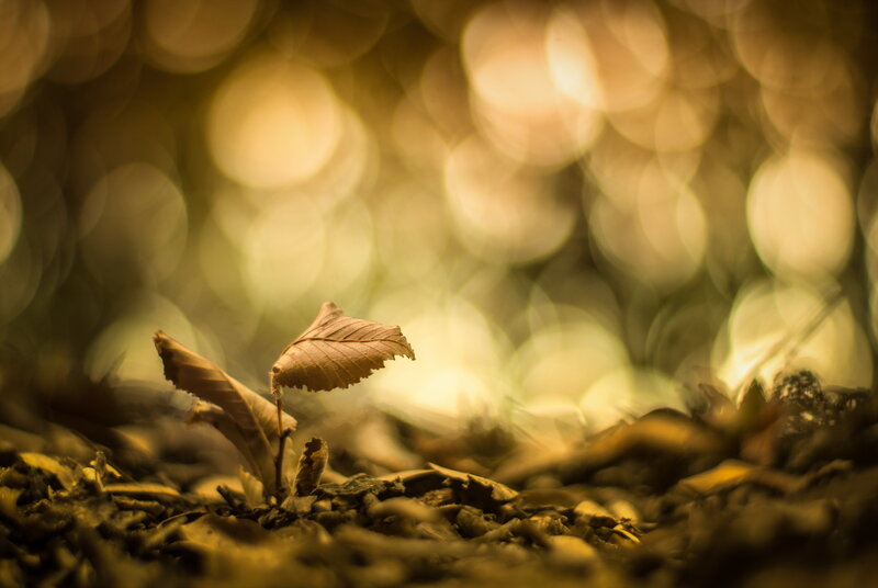 Single Leaf on Forest Floor
