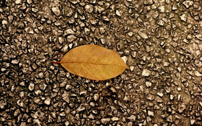 single leaf on gravel