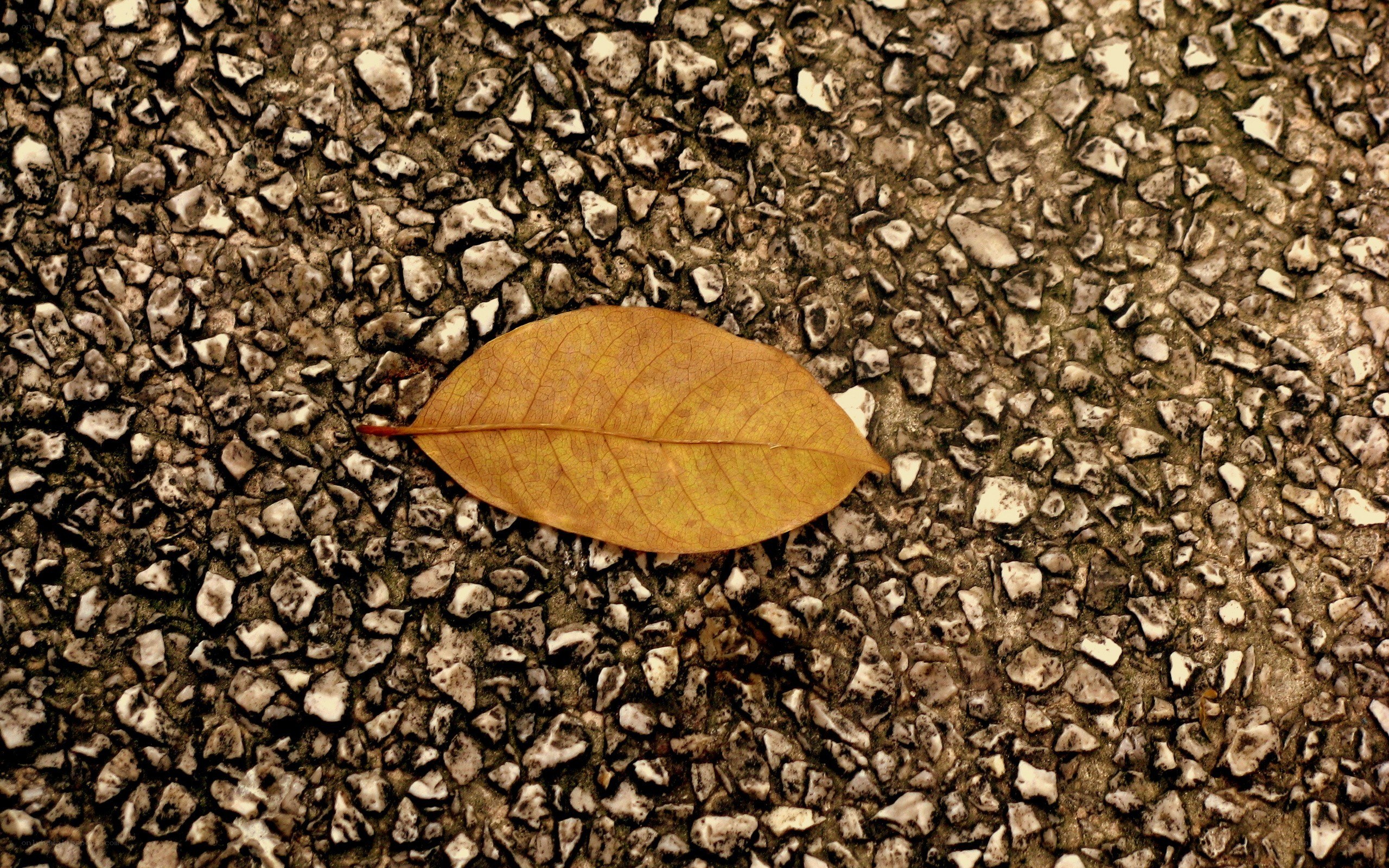 single leaf on gravel
