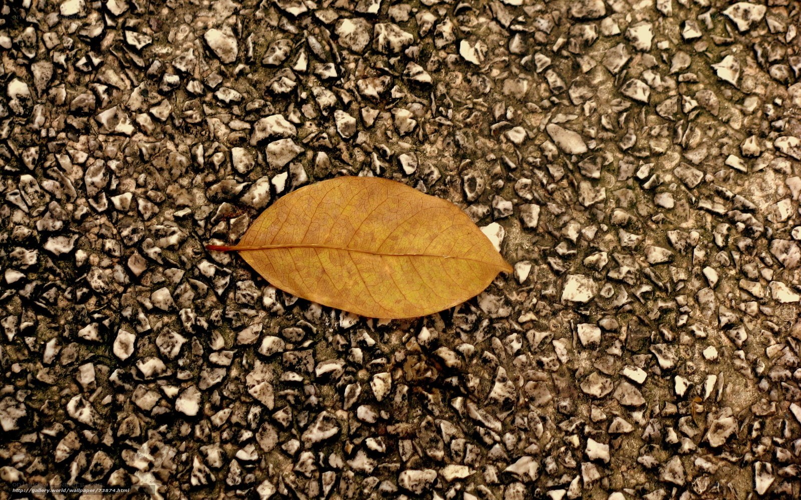 Single leaf on gravel