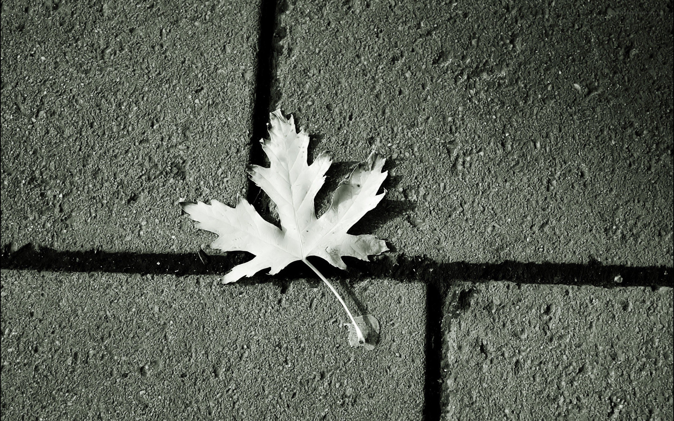 single leaf on pavement