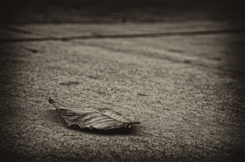 single leaf on pavement