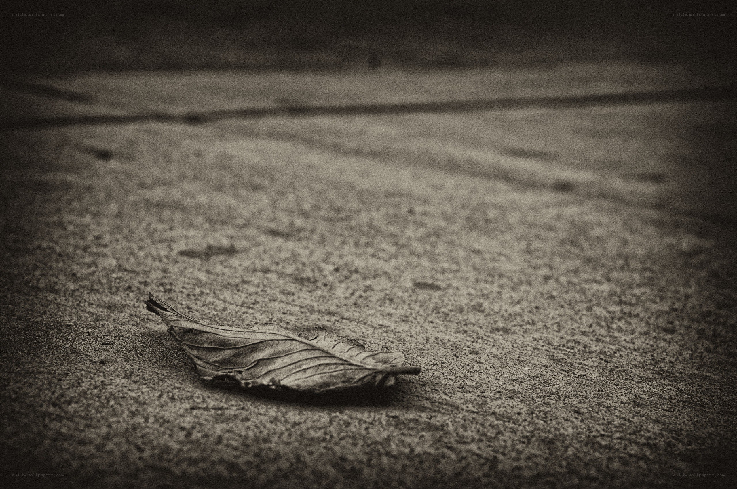 single leaf on pavement