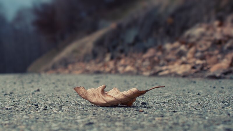 single leaf on pavement