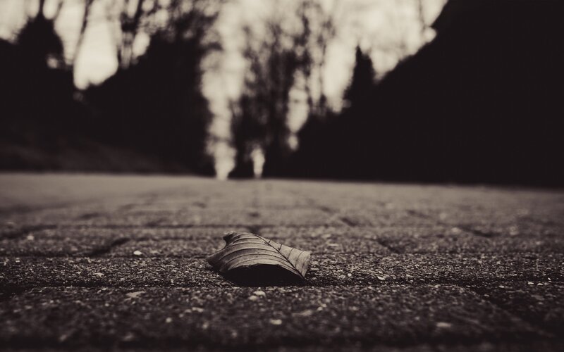single leaf on pavement