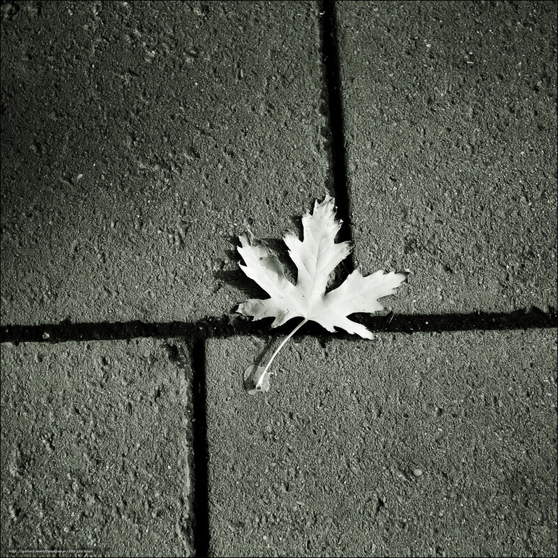 Single leaf on pavement
