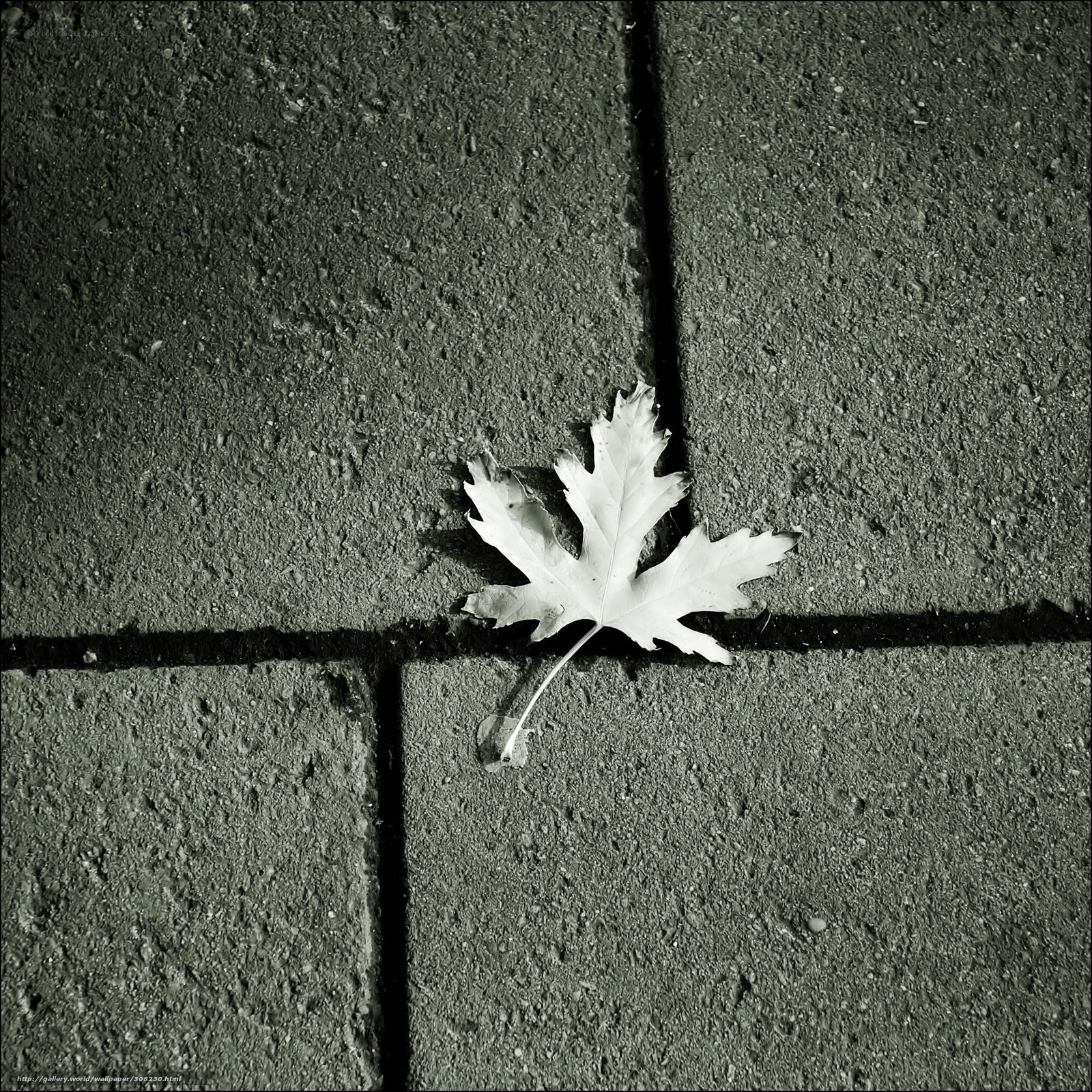 Single leaf on pavement