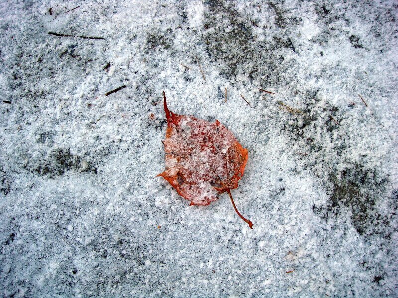 Single leaf on snow
