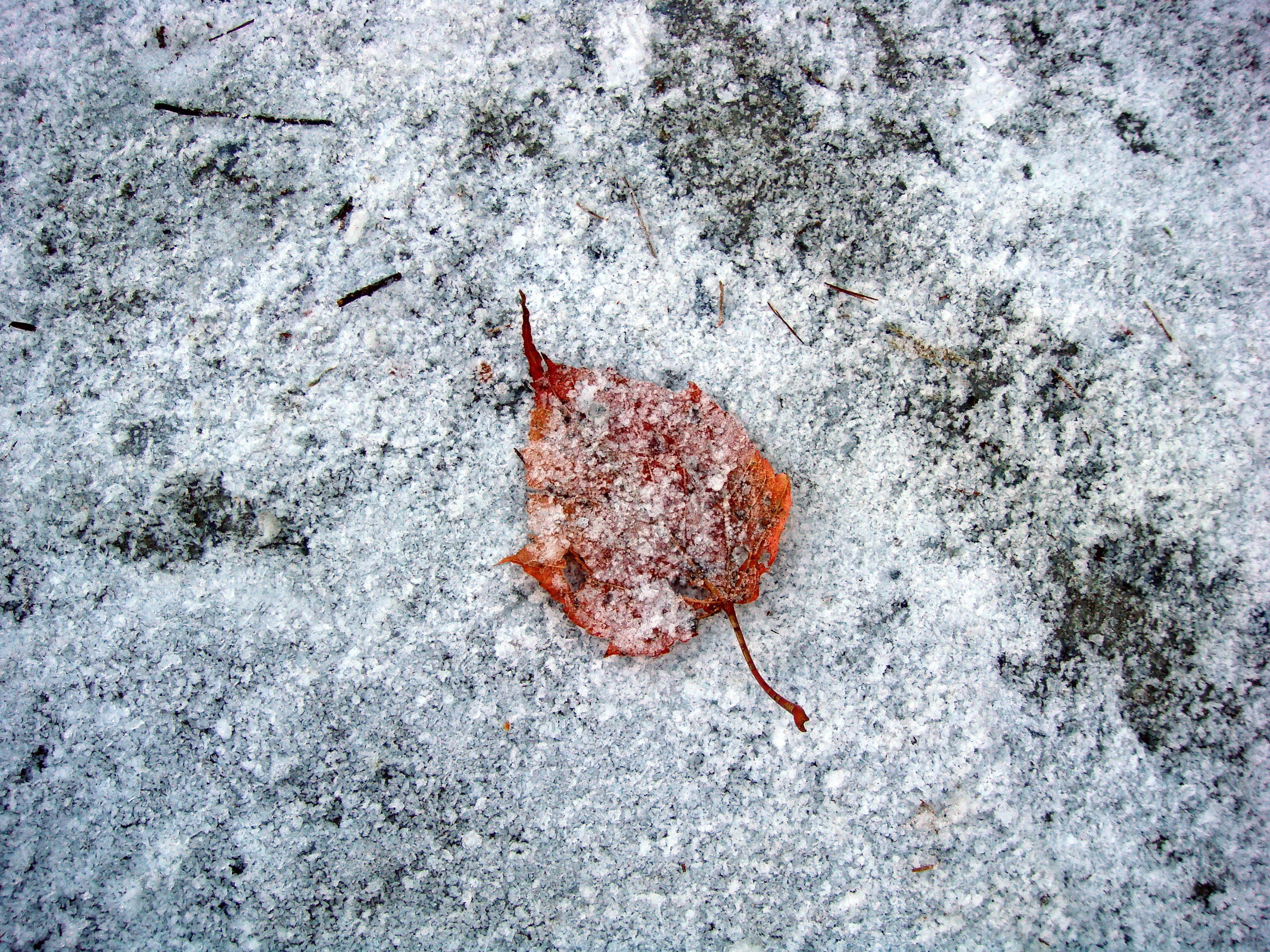 Single leaf on snow