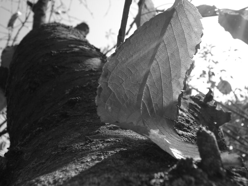 Single Leaf on Tree Trunk