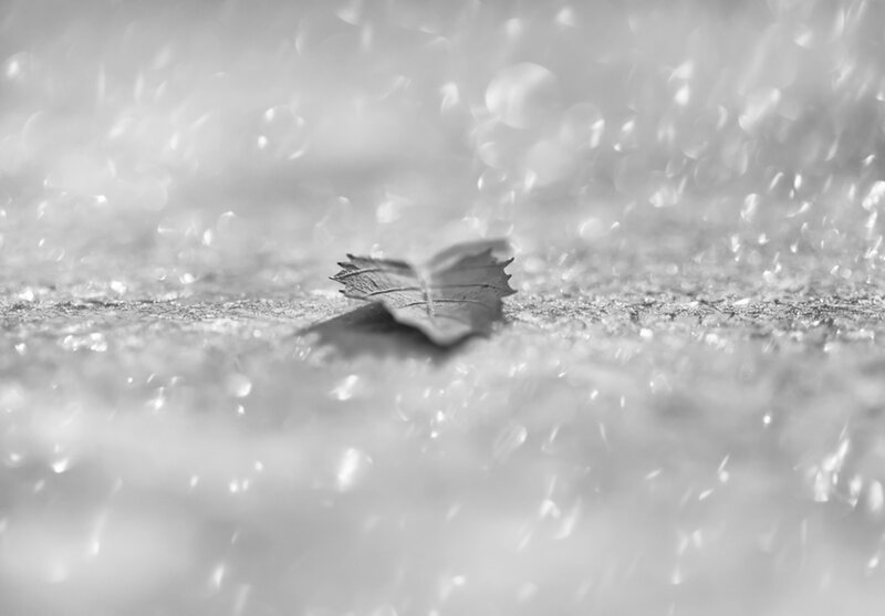 Single Leaf on Wet Ground