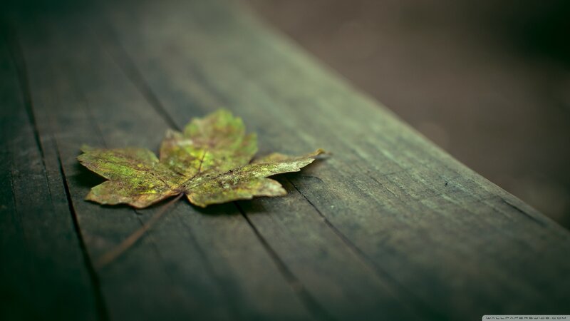 Single Leaf on Wood