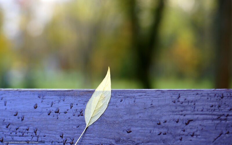 single leaf on wooden bench