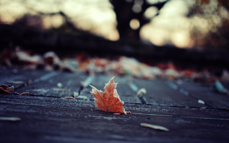 single leaf on wooden deck