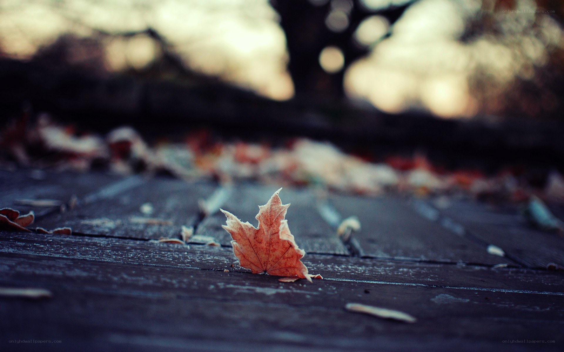 single leaf on wooden deck
