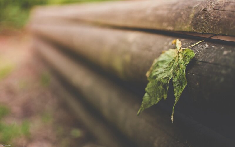 single leaf on wooden log